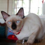 siamese-cat