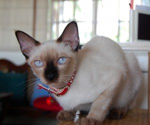 siamese-cat siamese-cat
