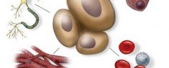 Your baby’s cord blood, the gift of a lifetime