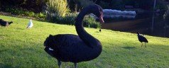 An afternoon with the Black Swan