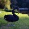 An afternoon with the Black Swan