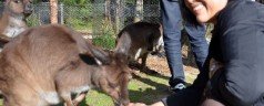 A Sunday stroll with native Australian animals