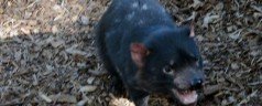 Saving the (Tassie) Devils and other threatened species of the world