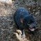 Saving the (Tassie) Devils and other threatened species of the world