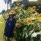 Sunflowers spark hope for the new graduates Sunflowers spark hope for the new graduates