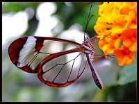 transparent-butterfly2.jpg