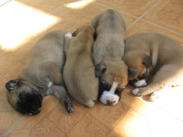 boxer pups