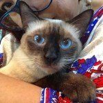 pet cats