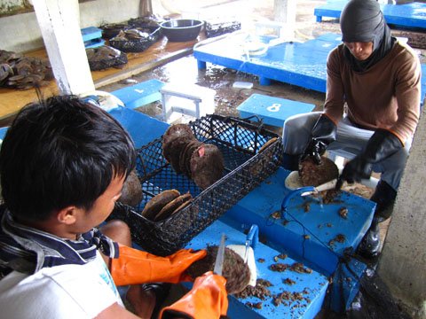 cleaning-oysters-pearl-farm