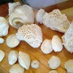 fossilized shells 1