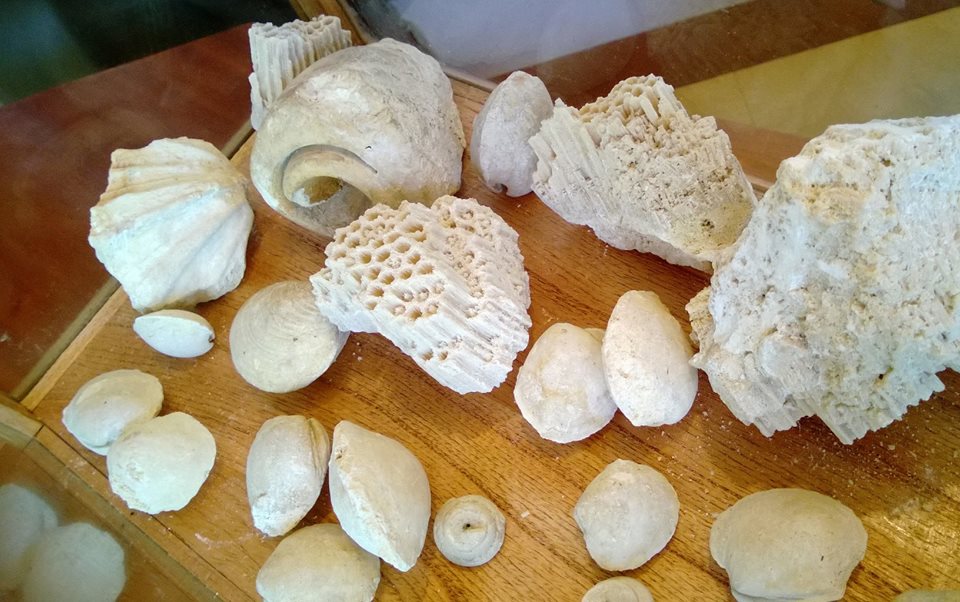 fossilized shells 1