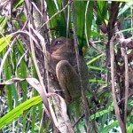 tarsier in the sanctuary