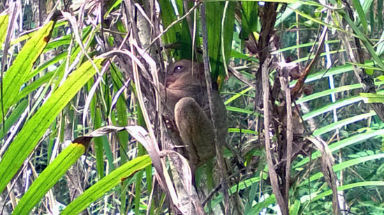 tarsier in the sanctuary