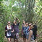 tasier sanctuary in bohol