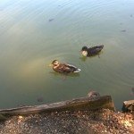 mallards at the lake