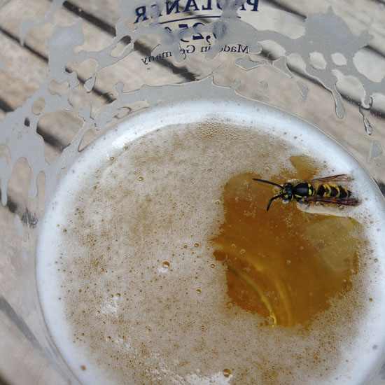 wasp inside the beer