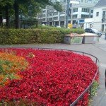 flowers in vienna