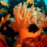 virgen-diving-700×300