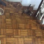 cats up and down the stairs
