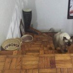 cats up or down