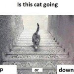 is this cat going up or down