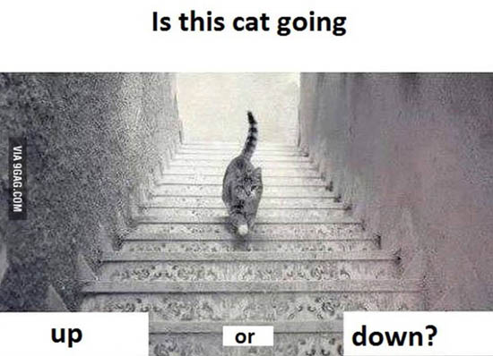 is this cat going up or down