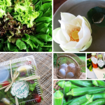 Lotus Pod farm