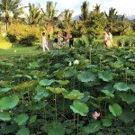 Lotus flower at the Lotus Pod