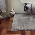 BB8 droid and cats