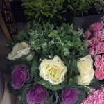 Te Amo Floristeria cabbage rose