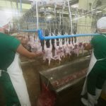 chicken processing
