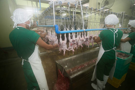 chicken processing