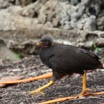 megapode northern marianas