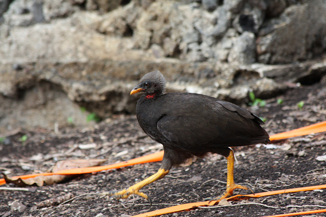 Micronesian megapode (Megapodius laperouse) by Michael Lusk. Some rights reserved.