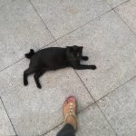 huawei-p-9-photo-with-a-cat