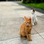lovecats