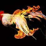 fire rooster