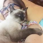 catnap