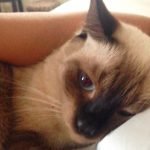 cuddle the cat
