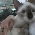meet billy the kitty cat