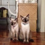 my two siamese cats