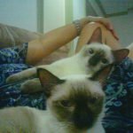 selfie with two kitties