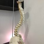 chiropractic 2