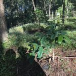 benguet arabica coffee 3