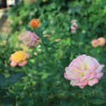 smell the roses
