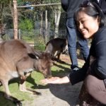 kangaroo-of-australia